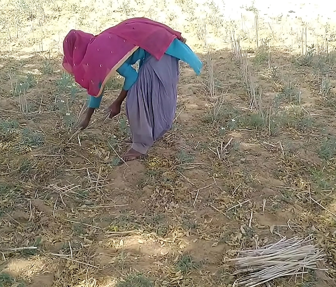 Discover the Alluring Desi Indian BFF's Luscious Breasts in a Rural Farm Scene